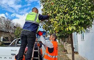 Kaldırımlardaki turunçlar reçel olacak