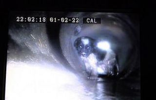 Kanalizasyon hattına giren yavru köpeğe kurtarma...