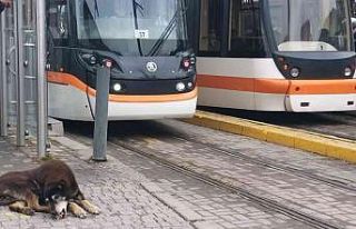 Kar yağışı en çok onları etkiliyor