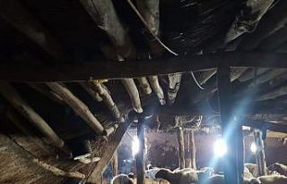 Karaman’da karın ağırlığına dayanamayan ağılının...