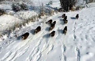 Karlı arazide ilerleyen domuz sürüsü havadan görüntülendi