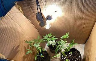 Karton kutuda uyuşturucu üretimine baskın