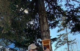 Kastamonu’da çeşitli noktalara kuş yuvaları...