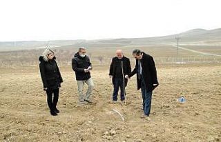 Kayısı fidanı üretimi 3 kat arttı