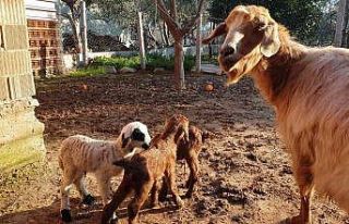 Keçi üçüz doğurdu, yavrulardan birinin kuzu olması...
