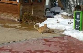 Kedilerin güneş keyfi