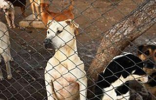 Kemer’de 207 sokak hayvanı aşılandı