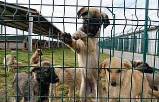 Kendi küçük sevgisi büyük: Doğum gününü barınaktaki...