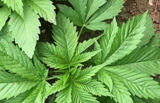 Kenevir üretim izni müracaatları başladı