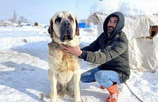 Keyfinden kar yiyen Aksaray Malaklısı soğuk havadan...