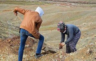 Kilis’te 16 hektara badem dikildi
