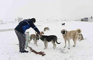 Konya Büyükşehir soğuk kış günlerinde sahipsiz...