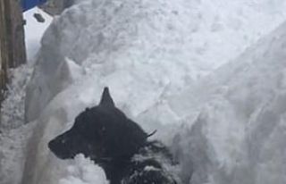 Köpeğin karla mücadelesi cep telefonu kamerasında