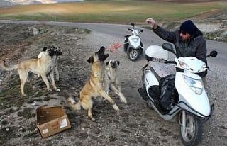 Köpekler onu korna sesinden tanıyor