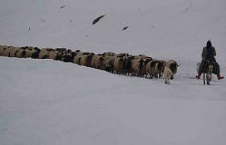 Koruma altındaki Norduz koyununun kartpostallık...