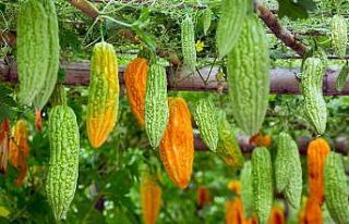 Kudret narında Türkiye üretim üssü olacak