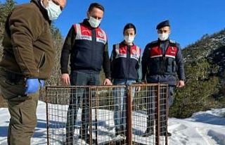 Kümesteki 20 tavuğu telef eden yaban kedisi doğaya...