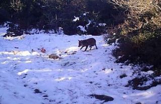 Kurtlara bırakılan etler karga ve çakallara yem...