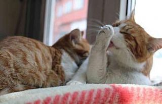 Kuru temizleme dükkanı kedilere yuva oldu