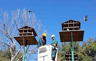 Kuş yuvalarına hassas bakım