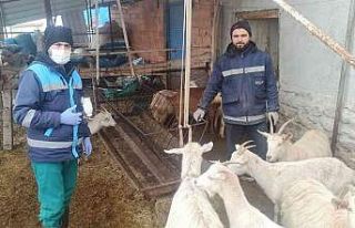 Kütahya’da anaç koyun keçi tespit işlemleri...