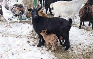 Malatya Hayvanat Bahçesi’nin üye sayısı artıyor