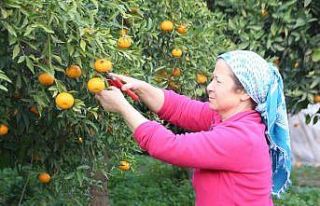 Mandalinalara dijital kimliklendirme projesi