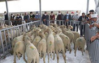 Manisalı hayvan üreticilerine damızlık koç ve...