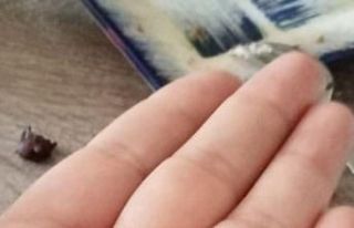 Marketten aldıkları zeytinden taş çıktığını...