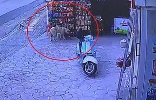 Marketten cips çalan köpek kameraya yakalandı
