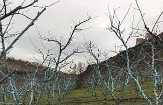 Müdür Sağlam’dan uyarı: “Bordo bulamacı uygulama...