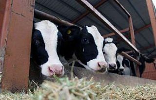 Muğla’da küçükbaş hayvan azaldı, büyükbaş...