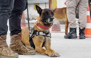 Muş’ta otoyollar hassas burunlara emanet