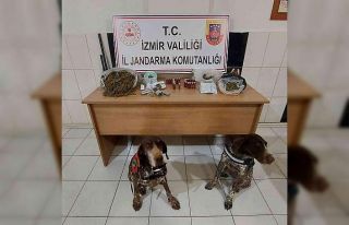 Narkotik dedektör köpekler, uyuşturucuların yerini...