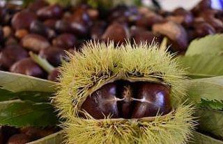 Nazilli, kestane üretiminde ilk sırada