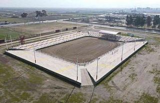 Nazilli, yılın büyük deve güreşi için hazır