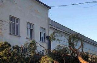 Nazilli’de budanan ağaçlar ihtiyaç sahibi ailelerin...