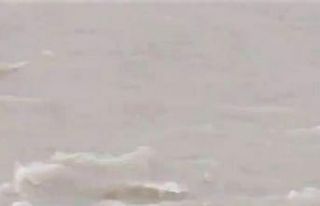 Nesli tükenmek üzere olan su samurları Araç Çayı’nda...