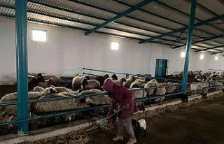 Niğdeli genç girişimci devlet desteğiyle koyun...