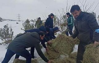 Öğrenciler yaban hayvanları için yem bıraktı