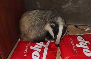 Ordu’da bir iş yerinde davetsiz misafir: Porsuk