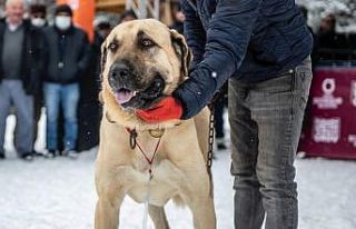 Ordu’da en güzel çoban ve av köpeği yarışı
