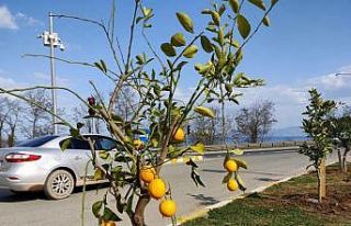 Ordu’da parklar narenciye bahçesi gibi