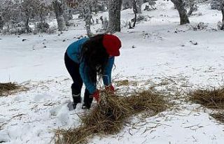 Orman ekipleri yaban hayvanlarının yanında