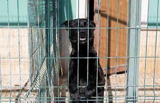 Ortaokul öğrencilerinin geliri barınaktaki hayvanlara...