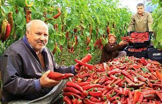 Örtü altı kırmızı biber üreticisini güldürdü