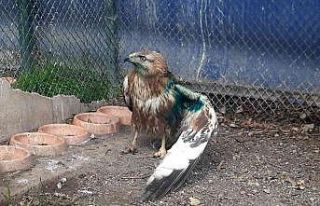 Osmaniye’de yaralı bulunan 2 kızıl şahin tedavi...