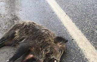 Otomobilin çarptığı yaban domuzu telef oldu