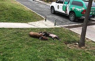 (Özel) Çocuk parkında dehşet...Kendilerine saldıran...