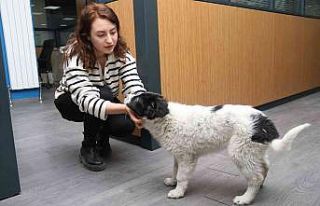 (ÖZEL) ’Moka’ Sanayi Odası’nın neşe kaynağı...